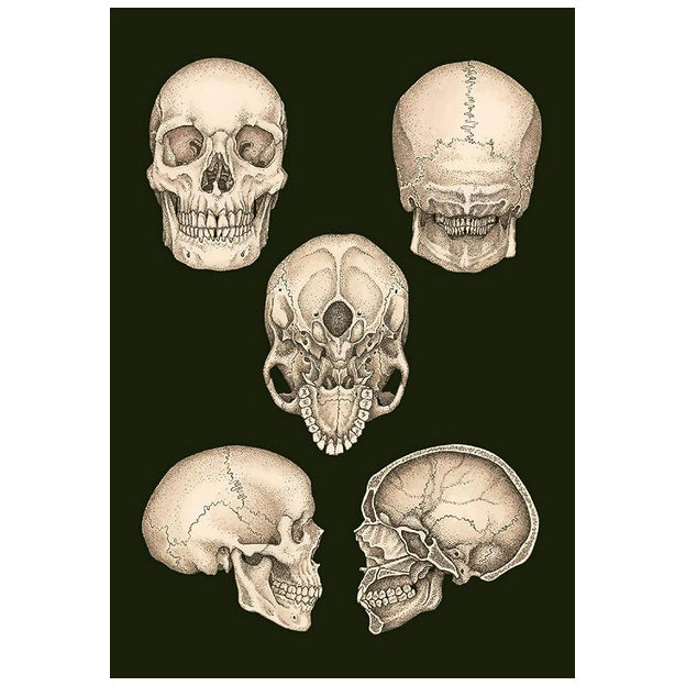 Anatomicum Postcards