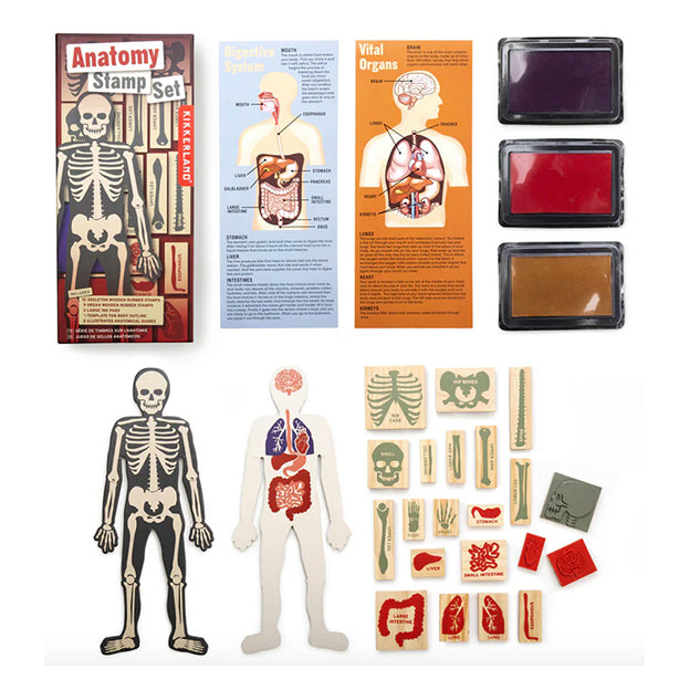 Anatomy Stamp Set