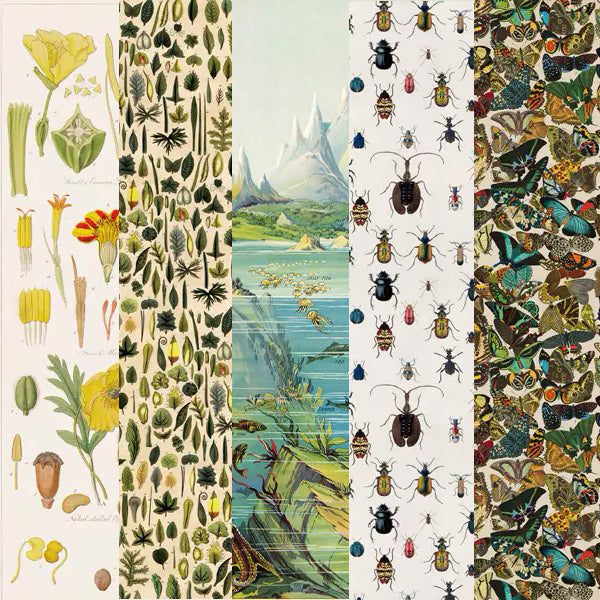 Bugs and Beetles Wrapping Paper