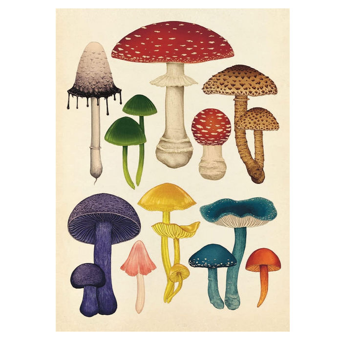 Fungarium Postcards Set