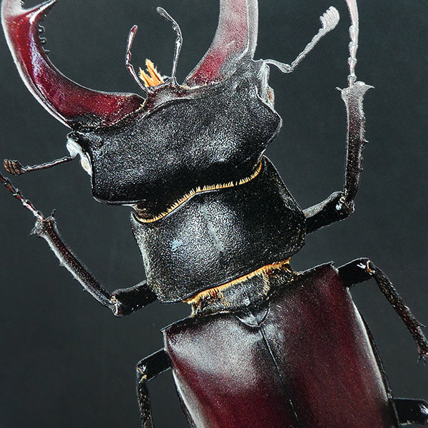 Stag Beetle Notebook