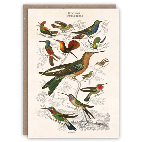 Humming Birds Card