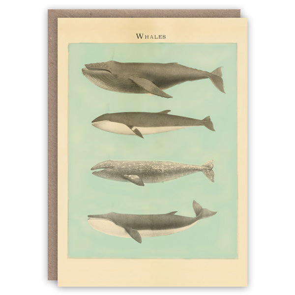 Whales Card