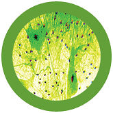 Nerve Cell - Giant Microbe
