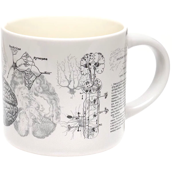 Brain Anatomy Mug – Present Indicative