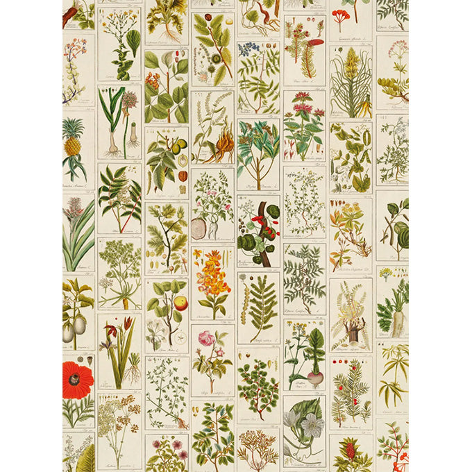 Medicinal Plants Wrapping Paper