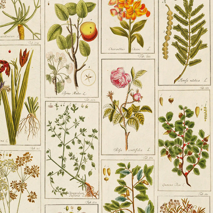 Medicinal Plants Wrapping Paper