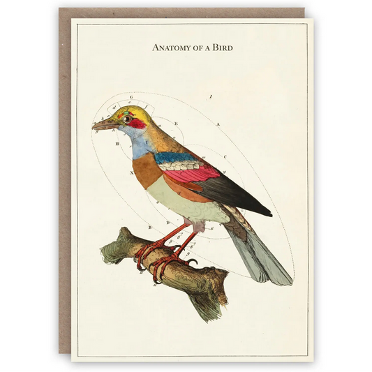 Anatomy of a Bird Card