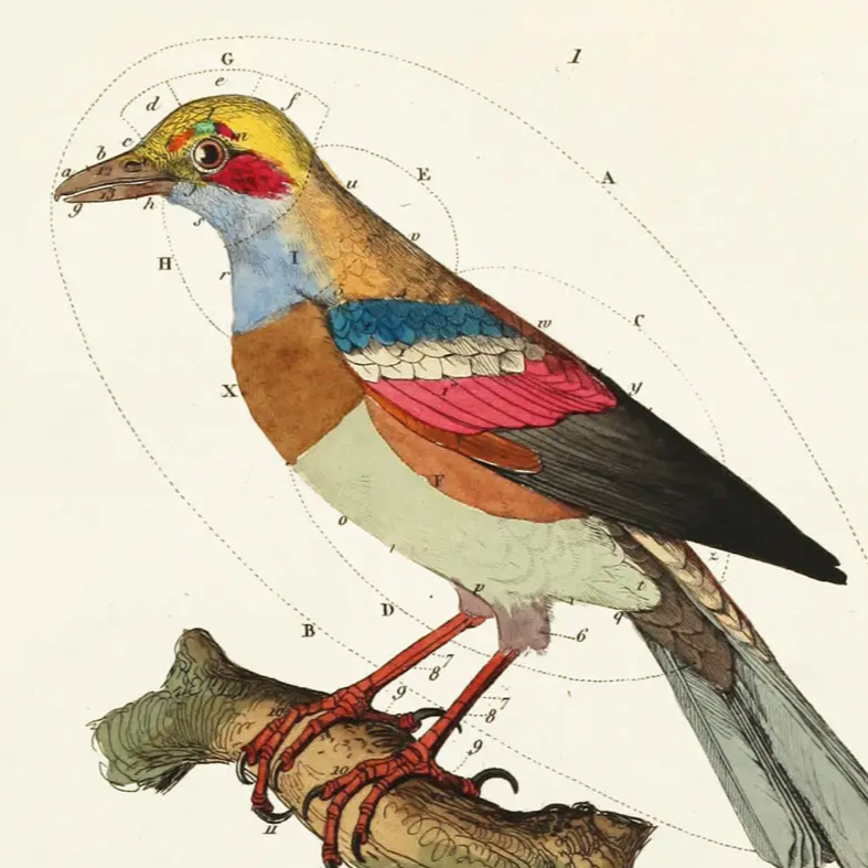 Anatomy of a Bird Card