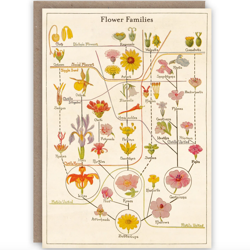 Flower Families Card