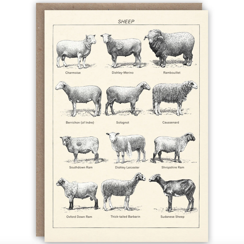 Sheep Card