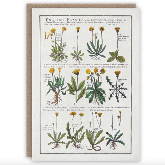 Dandelions Card
