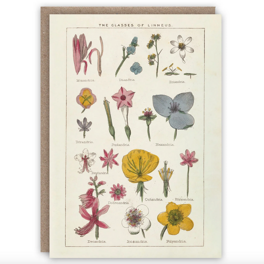 Classes of Linnaeus Card