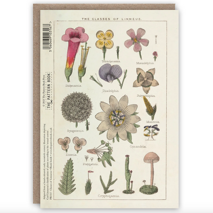 Classes of Linnaeus Card