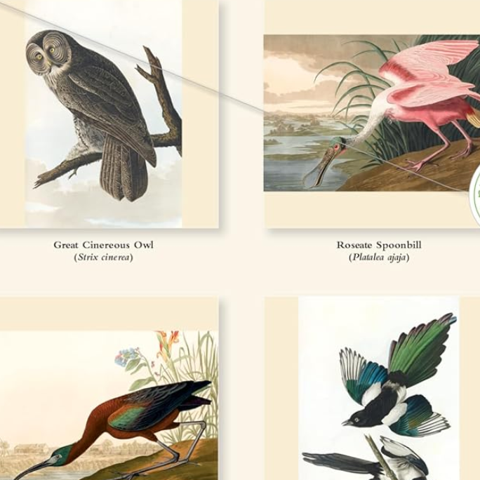 The  Fitzwilliam Museum Audubon Birds 2027 Wall Calendar