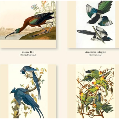 The  Fitzwilliam Museum Audubon Birds 2027 Wall Calendar