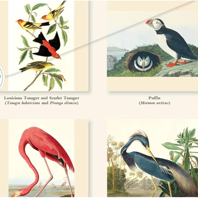 The  Fitzwilliam Museum Audubon Birds 2027 Wall Calendar