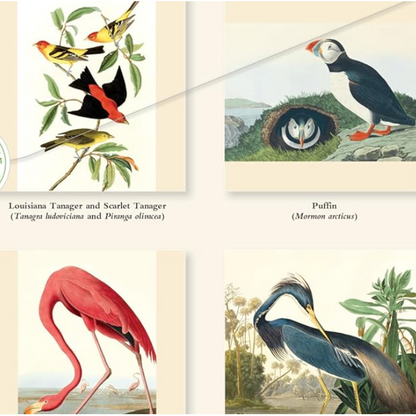 The  Fitzwilliam Museum Audubon Birds 2027 Wall Calendar
