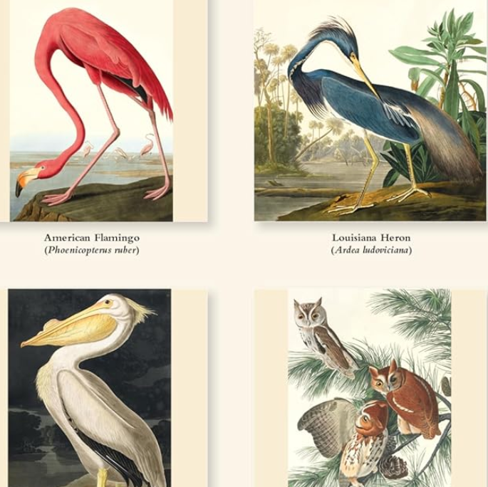The  Fitzwilliam Museum Audubon Birds 2027 Wall Calendar