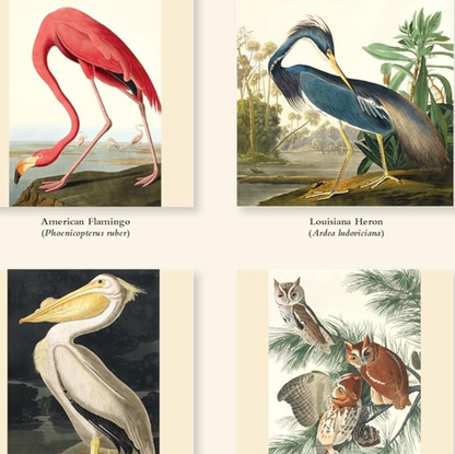 The  Fitzwilliam Museum Audubon Birds 2027 Wall Calendar