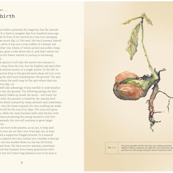 Forty Ways to Know a Tree