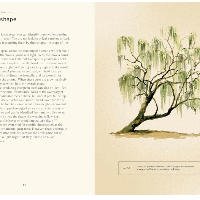 Forty Ways to Know a Tree