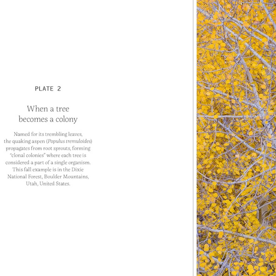 Forty Ways to Know a Tree