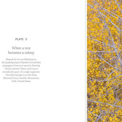 Forty Ways to Know a Tree
