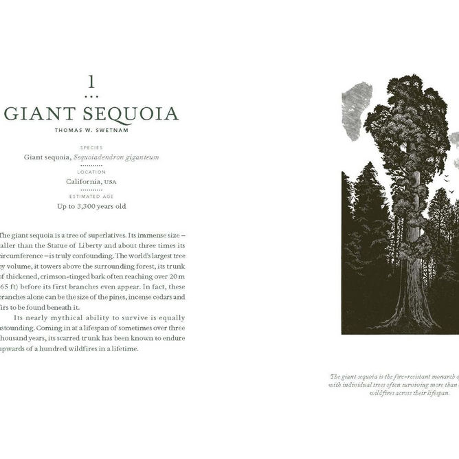 In the Circle of Ancient Trees