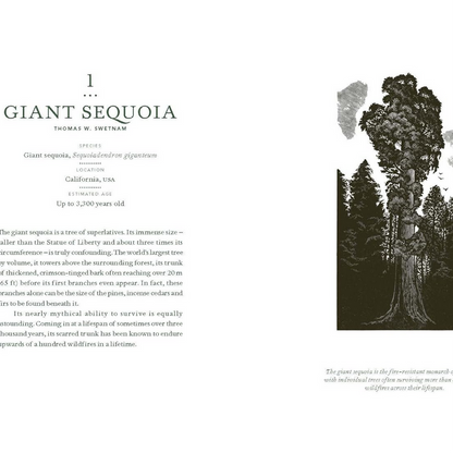 In the Circle of Ancient Trees