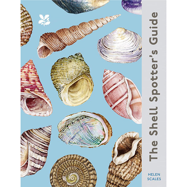 Shell Guide With Names Seashells Pictures And Names Pearl Trochus Cone Shell Pearly Troca