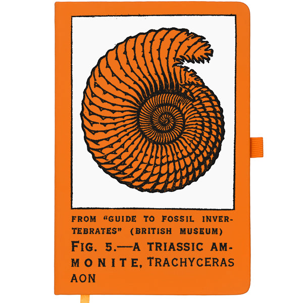 Ammonite Notebook