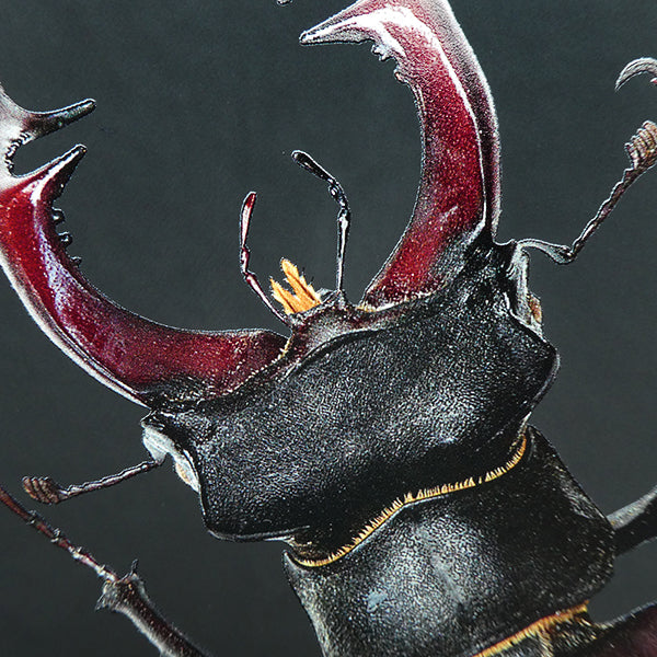 Stag Beetle Notebook
