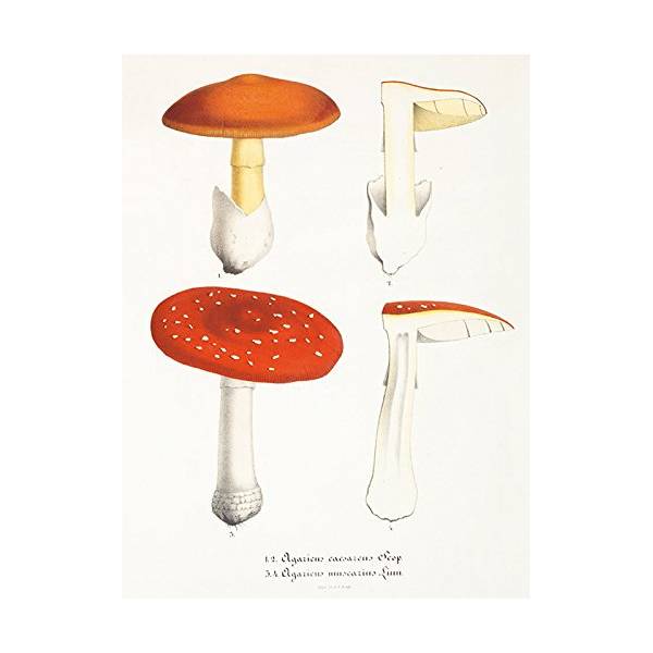 Mushroom Postcards