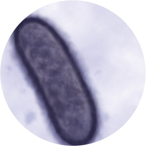 The Black Death - Giant Microbe