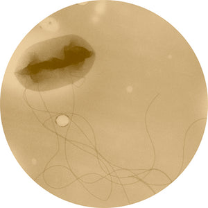 E. Coli - Giant Microbe