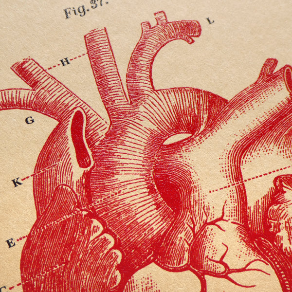 Heart Diagram Notebook