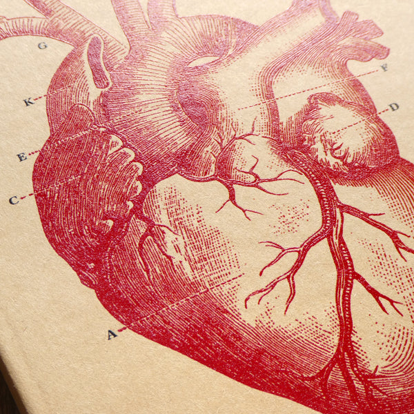 Heart Diagram Notebook