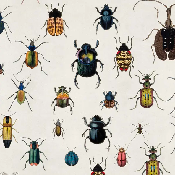 Bugs and Beetles Wrapping Paper