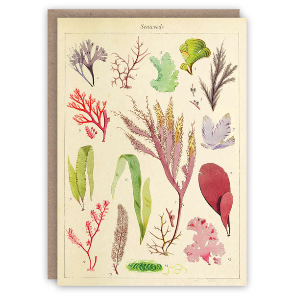 Seaweeds Card