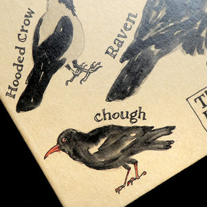 Crow Explainer Notebook