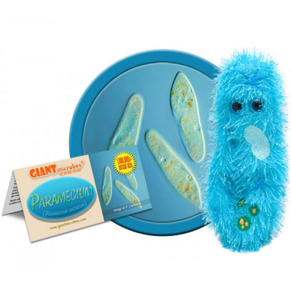 Paramecium - Giant Microbe