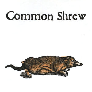 Common Shrew Women's T-shirt - Fitted